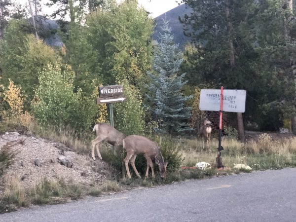 A couple fawns grazing on the side of the road in Grand Lake, Colorado